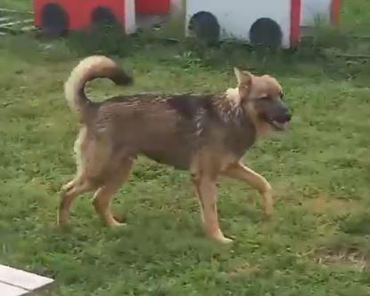 BOBB, fantastico cucciolone diversamente abile Foto 8